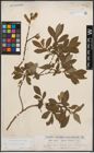 Foto von Salix cinerea L.